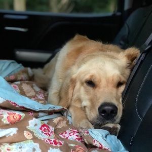 Meet your Posher, Lily